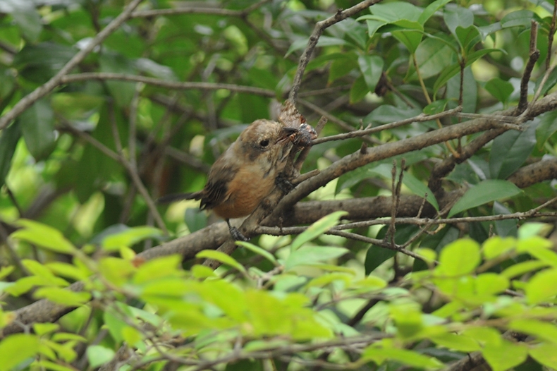 モズ幼鳥、早贄?_f0053272_1724392.jpg