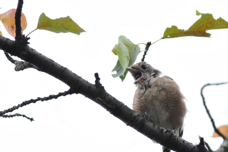 モズ幼鳥、早贄?_f0053272_17331844.jpg