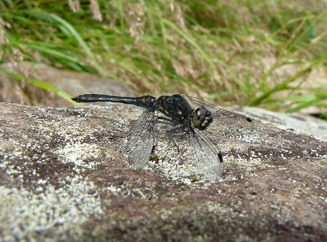 高層湿原の＝トンボ＝・・・「ムツアカネ」_d0019074_7514891.jpg