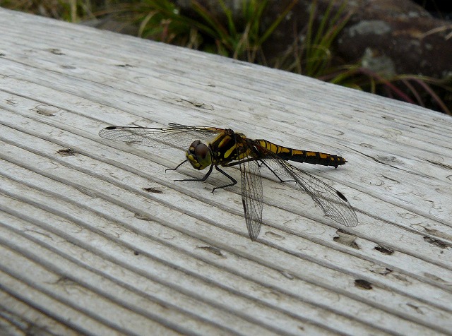 高層湿原の＝トンボ＝・・・「ムツアカネ」_d0019074_7521337.jpg