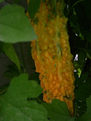 e0151874_16182210.jpg