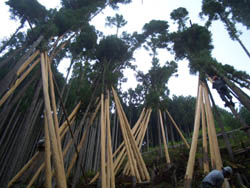 c0175075_8382035.jpg