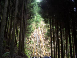 c0175075_838353.jpg