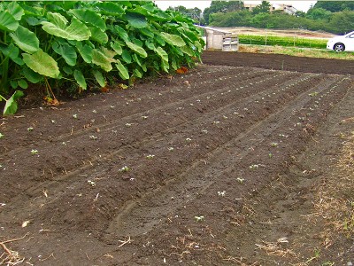 野菜畑や菜の花畑の様子　　2009/09/03（木）_c0145581_17415472.jpg