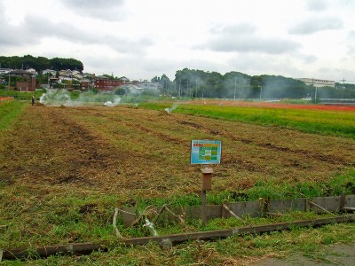 野菜畑や菜の花畑の様子　　2009/09/03（木）_c0145581_1745628.jpg