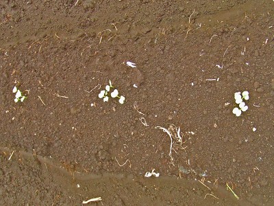 野菜畑や菜の花畑の様子　　2009/09/03（木）_c0145581_1746585.jpg