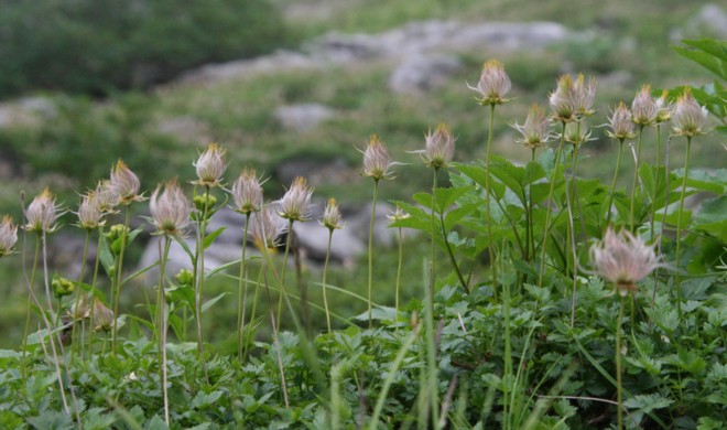 中央アルプス千畳敷カールの花々４_c0144185_9353515.jpg