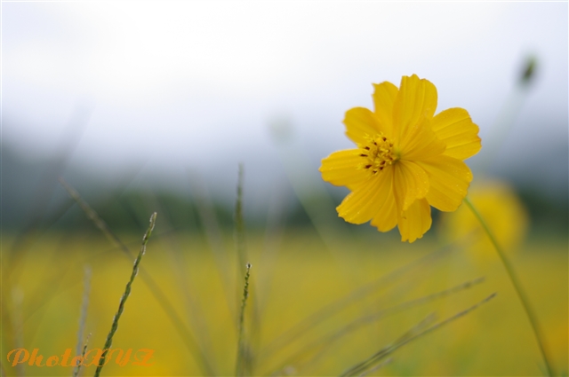 大源太の花たち２_f0201585_19371963.jpg