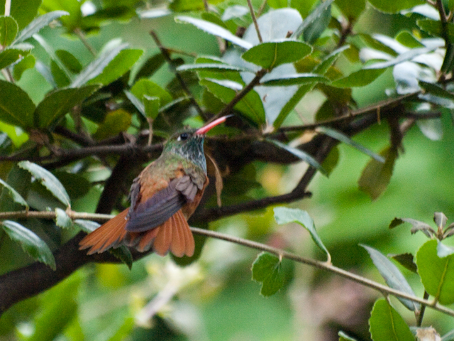 多摩動物園　チャムネエメラルドハチドリ_d0146592_2324684.jpg