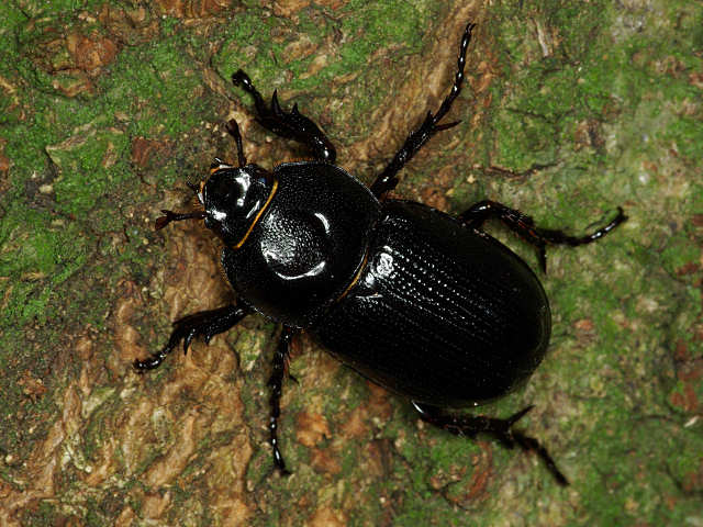 コカブトムシ（赤坂公園 2009/09/01撮影）_f0204094_8554887.jpg