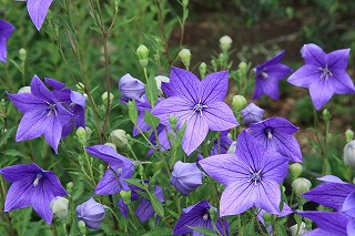 桔梗 秋の七草 江戸の花 気ままに江戸 散歩 味 読書の記録