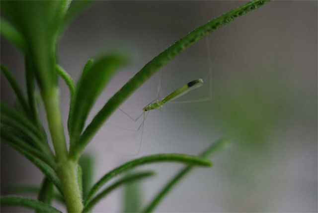 ローズマリーに小さい蚊のような虫がとまっていました 昆虫ブログ むし探検広場