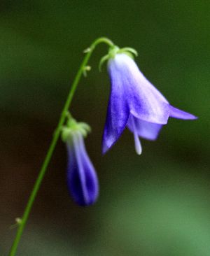 七折れの滝周辺で出会った植物　②_c0104227_225287.jpg