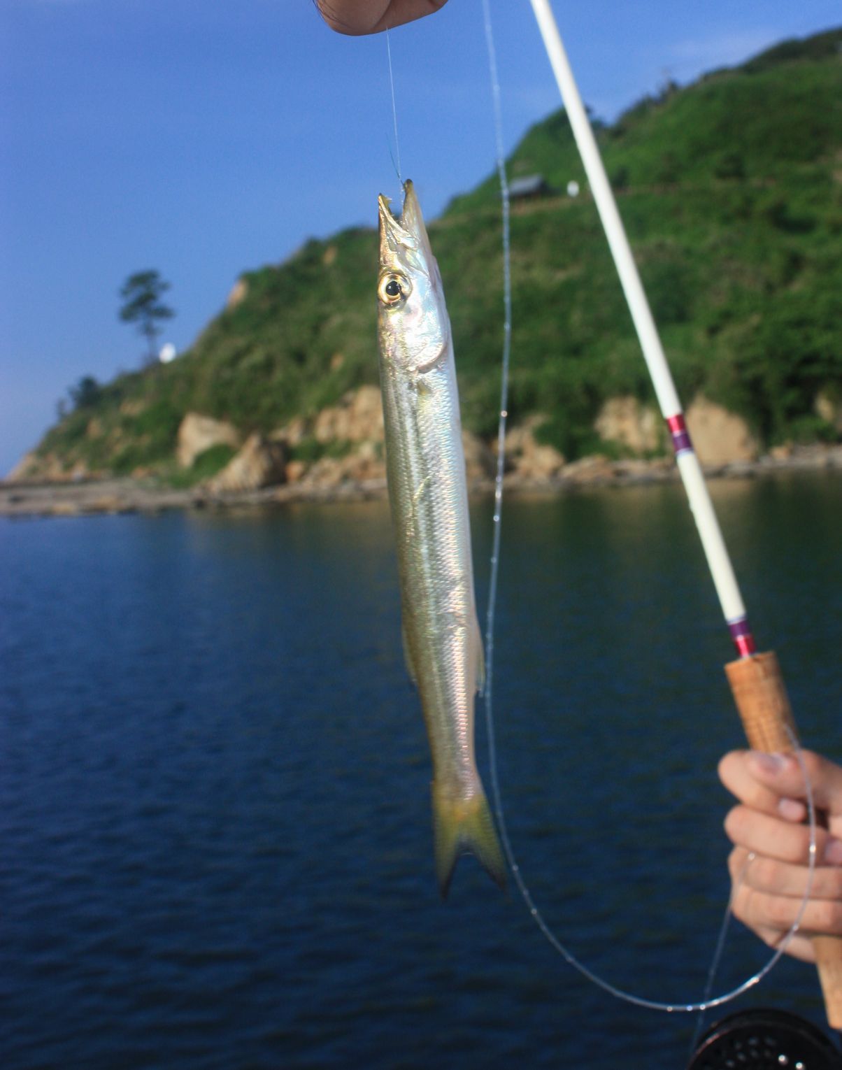 カマス釣り_e0150433_1334035.jpg