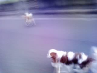 ストーカー犬_e0145441_19363625.jpg