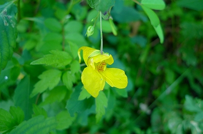 スプリングバンクのお花たち_f0182173_1158059.jpg