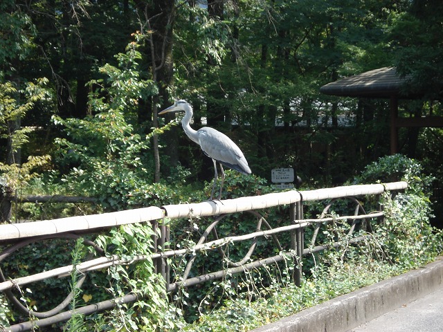 湯の坪川の住人たち_c0140982_1626378.jpg