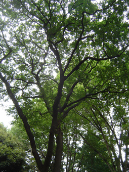 c0200290_20541162.jpg