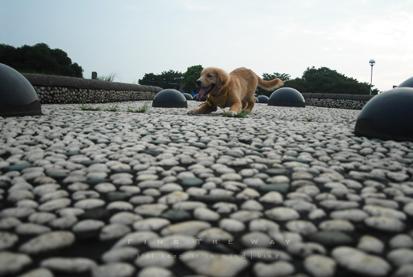 【犬的散歩日和】千葉・千葉ポートパーク　１／２_f0054594_4141871.jpg