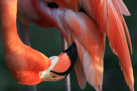 EOS7D_b0016600_1038266.jpg