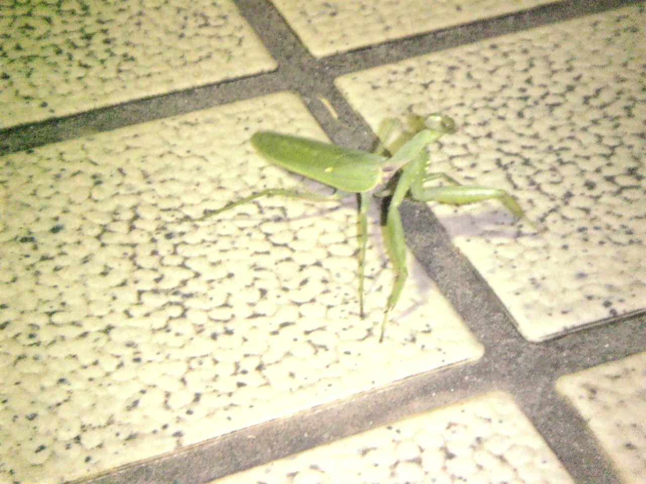 守り神_b0080104_21461148.jpg