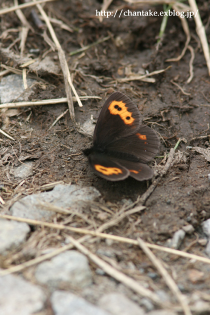 c0189013_7392651.jpg