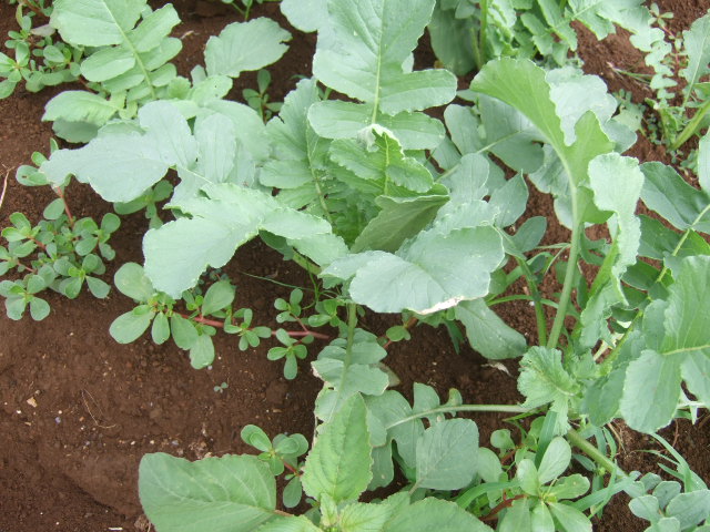 秋野菜の苗が育ちません.....何故?_b0137932_1054463.jpg