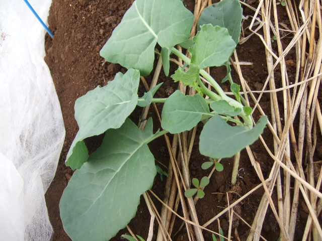 秋野菜の苗が育ちません.....何故?_b0137932_10545149.jpg