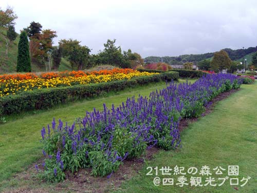 9月5日　21世紀の森公園のコスモスほか_f0105342_14295397.jpg