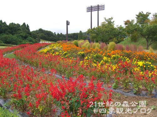 9月5日　21世紀の森公園のコスモスほか_f0105342_14322576.jpg