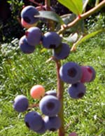 c0151053_2147017.jpg