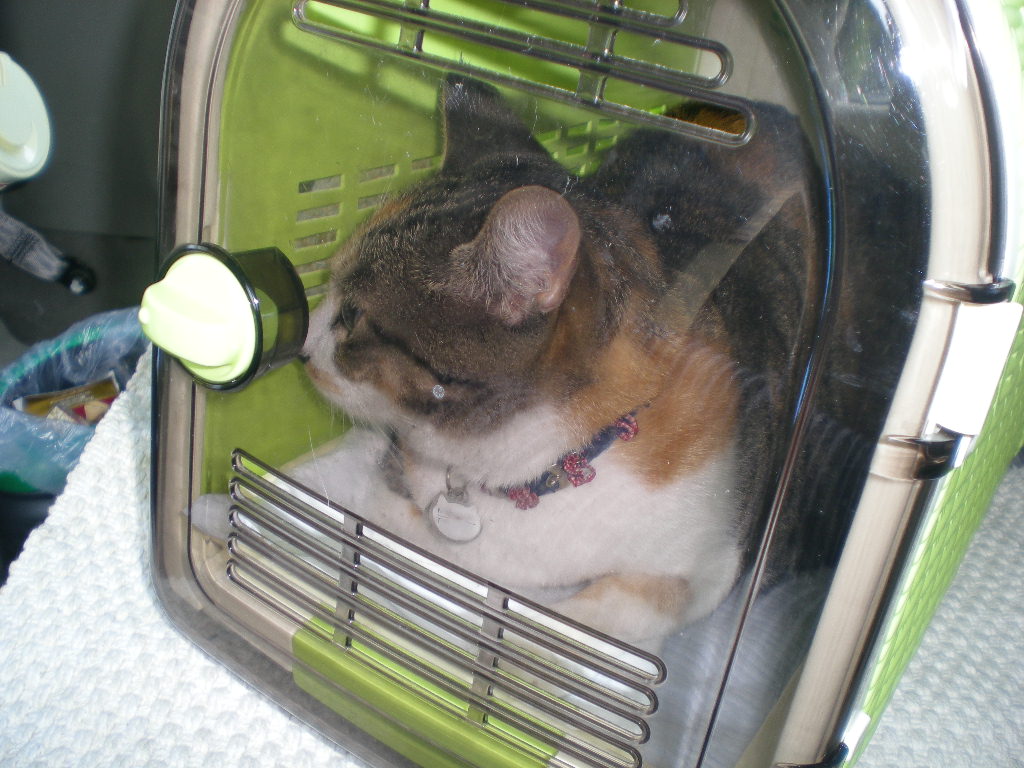 2009年9月5日(土)こころちゃんが大変!!_f0060461_16402314.jpg