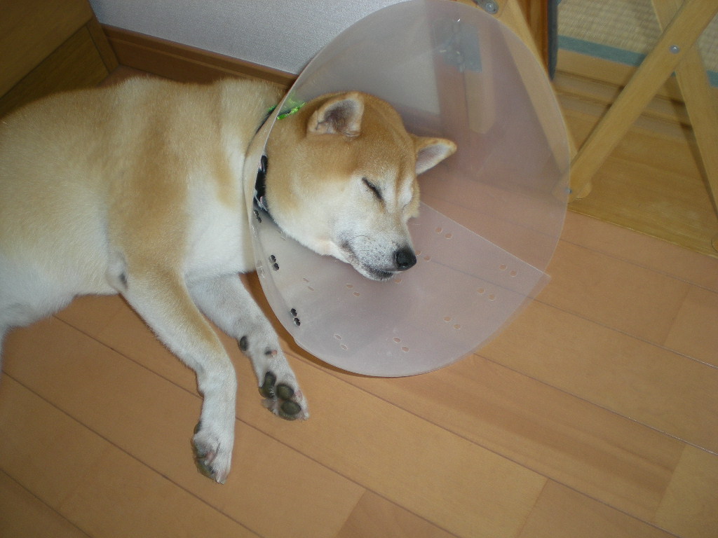 2009年9月5日(土)こころちゃんが大変!!_f0060461_16584074.jpg