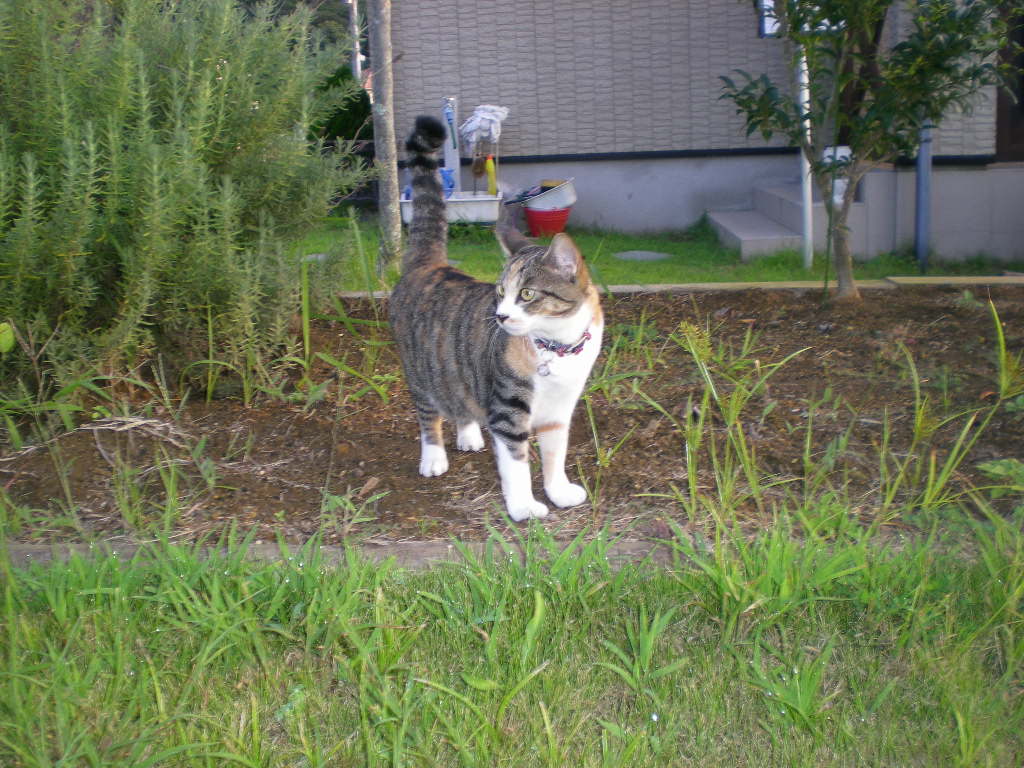 2009年9月5日(土)こころちゃんが大変!!_f0060461_17544248.jpg