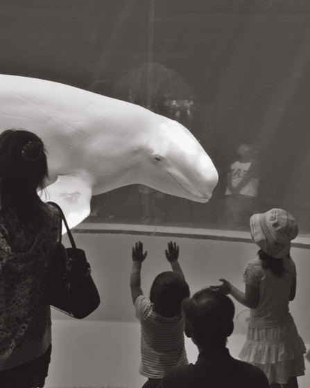 Dance Of Beluga 蜜蜂的写真日記