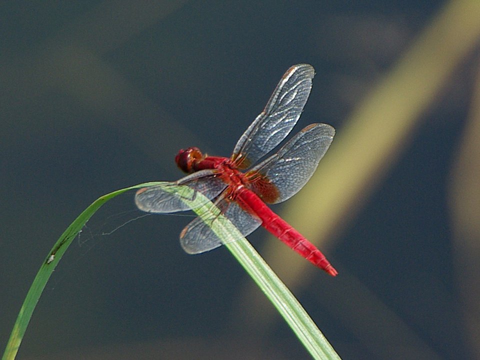 【ショウジョウトンボ】 　Crocothemis serviana _e0187867_180241.jpg