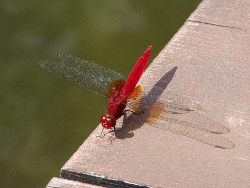 【ショウジョウトンボ】 　Crocothemis serviana _e0187867_1824996.jpg