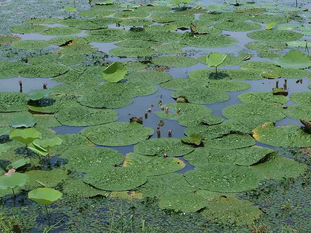 溜池植物調査_b0135573_19152198.jpg