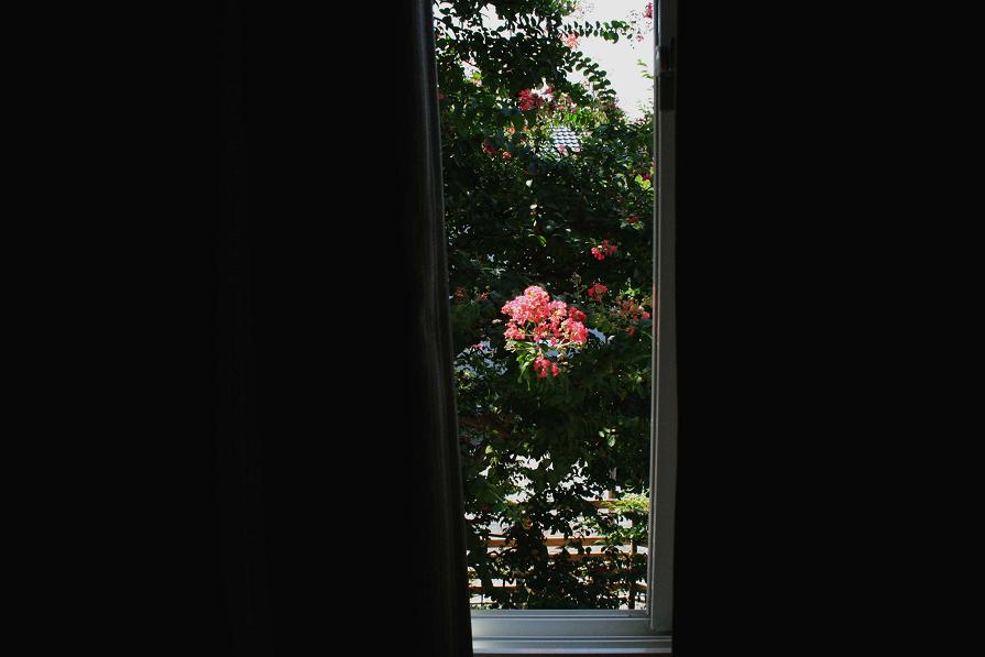 ガラス越しに見る百日紅 ~週末の大安吉日の朝~_a0107574_7241854.jpg