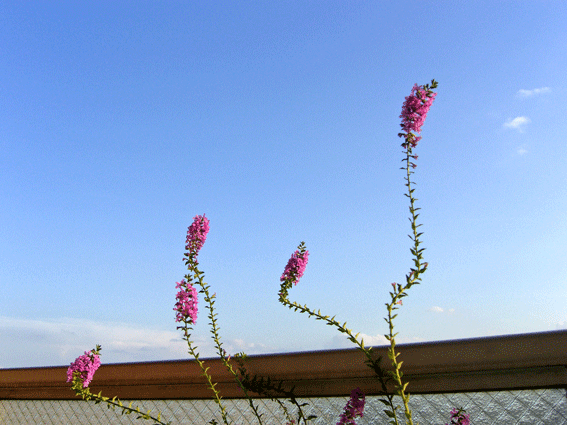 c0095679_22114482.gif