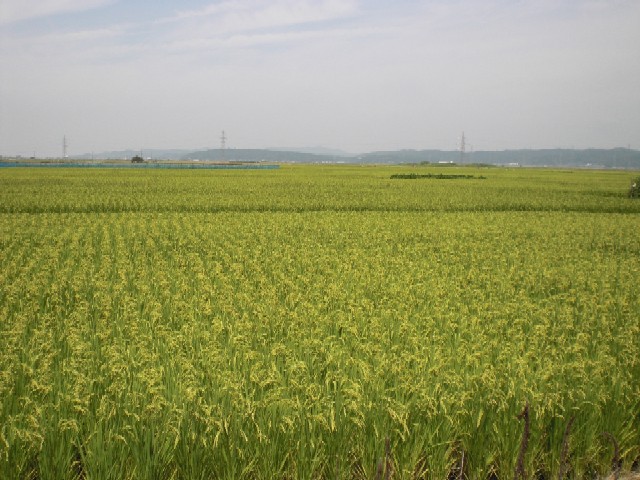 幕末の北越を歩く(11)長岡城奪還を果たした、八丁沖の作戦跡地_c0013687_1455218.jpg