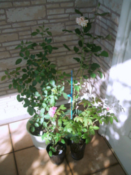 d0099791_26376.jpg