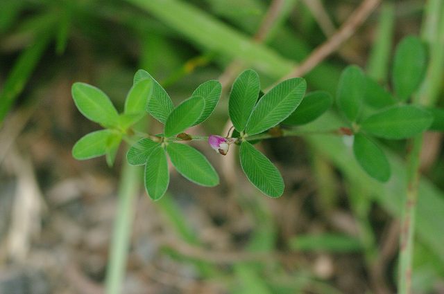 ■　秋の草花　　　09.9.5　　　（ニラ、ヤハズソウ、クコ）_e0070891_2038529.jpg