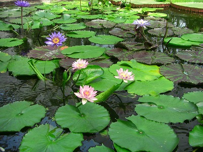 神戸　花鳥園へ_c0125501_15384861.jpg