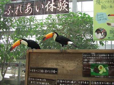 神戸　花鳥園へ_c0125501_1547090.jpg