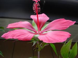 c0148401_11103422.jpg