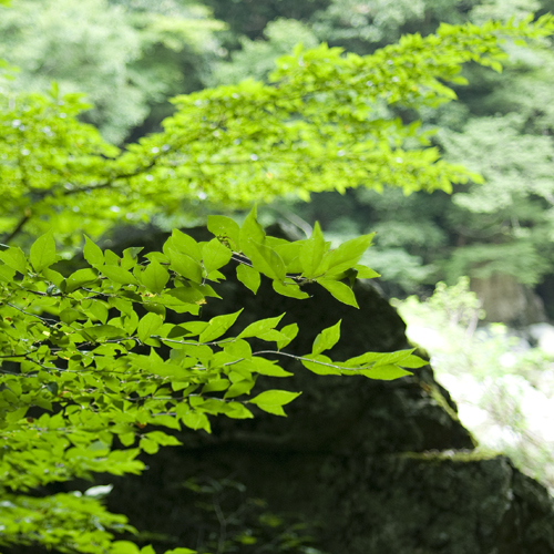 三段峡、まだまだ秋は遠し_f0099102_21231178.jpg