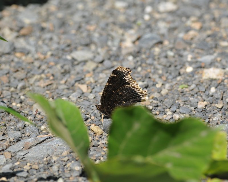 e0103903_2154122.jpg