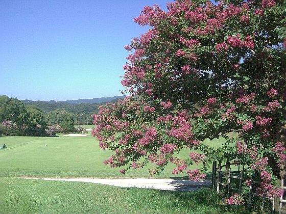 c0110906_18481789.jpg