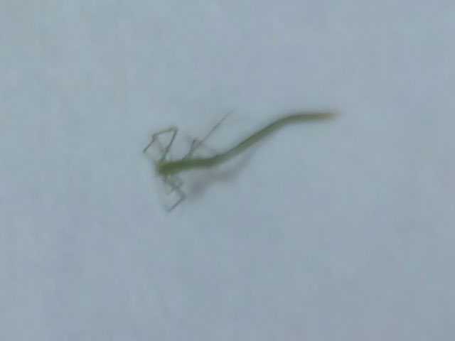 細長い糸のような外観で 全身は緑色 昆虫ブログ むし探検広場 細長い糸のような外観で 全身は緑色 昆虫ブログ むし探検広場